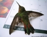 hummingbird_rescue