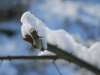 snowytwig